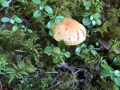 Chroogomphus tomentosus