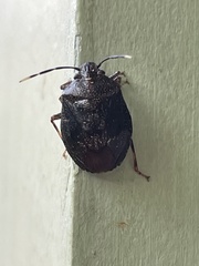 Antiteuchus