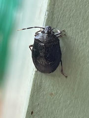 Antiteuchus