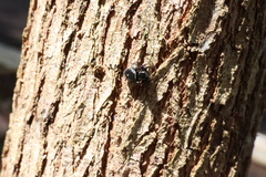 Zenodorus orbiculatus