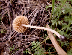 Galerina paludosa