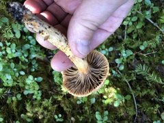 Chroogomphus tomentosus