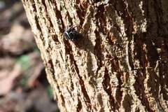 Zenodorus orbiculatus