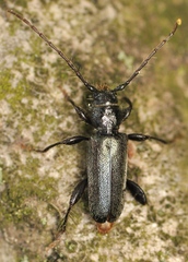Phymatodes pusillus