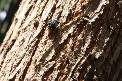 Zenodorus orbiculatus