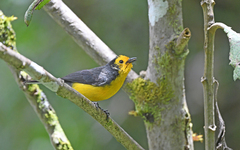 Myioborus ornatus