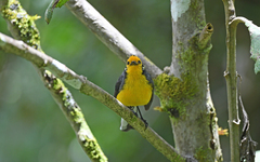 Myioborus ornatus