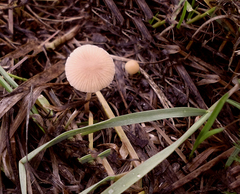 Galerina paludosa