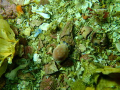 Semicassis zeylanica