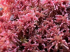 Sphagnum rubellum