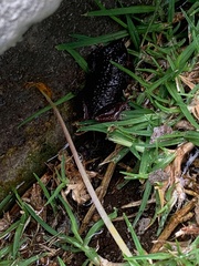 Pristimantis unistrigatus