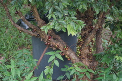 Plinia cauliflora