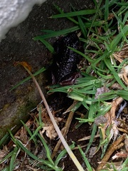 Pristimantis unistrigatus