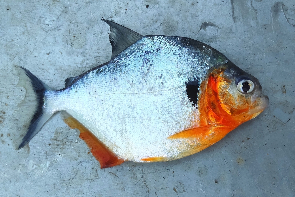 Humeralis Piranha