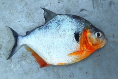 Humeralis Piranha photo 1