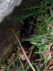 Pristimantis unistrigatus