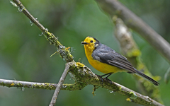 Myioborus ornatus