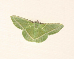 Dichorda consequaria