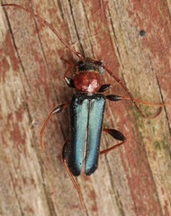 Phymatodes testaceus