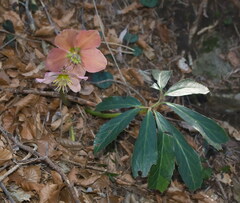 Helleborus niger