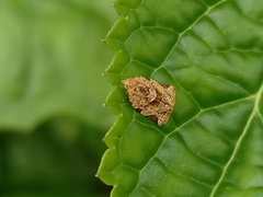 Adoxophyes privatana