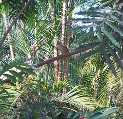 Setophaga palmarum