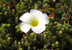 Oxalis enneaphylla