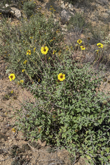 Encelia asperifolia