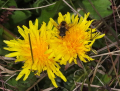 Eristalis croceimaculata
