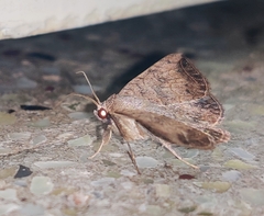 Blasticorhinus rivulosa