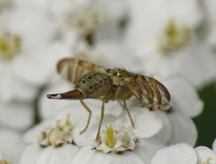 Chaetorellia jaceae