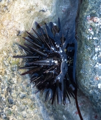 Echinometra lucunter