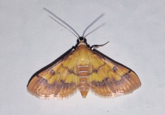 Ischnurges luteomarginalis
