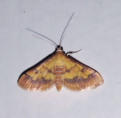 Ischnurges luteomarginalis