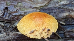 Pleuroflammula tuberculosa