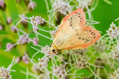 Miltochrista miniata