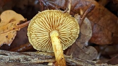 Pleuroflammula tuberculosa