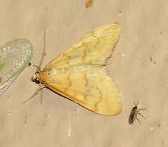 Hahncappsia pergilvalis