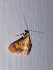 Ischnurges luteomarginalis