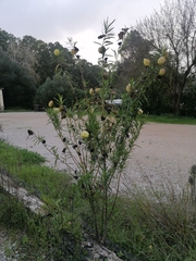 Gomphocarpus physocarpus