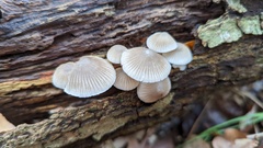 Mycena arcangeliana