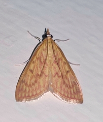 Ecpyrrhorrhoe damastesalis