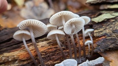 Mycena arcangeliana