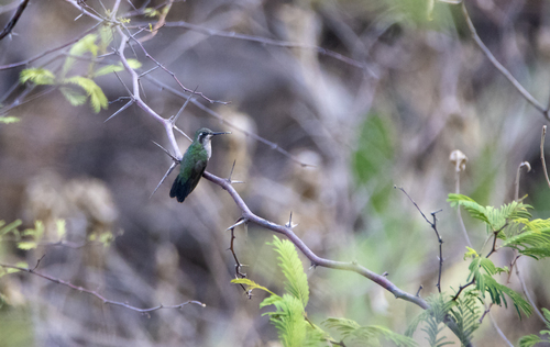 Blue-tailed Emerald (Chlorostilbon mellisugus), photo 10