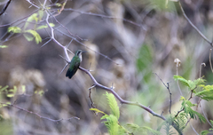 Chlorostilbon mellisugus