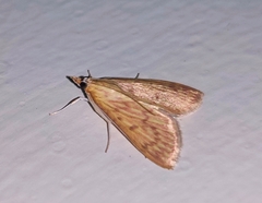 Ecpyrrhorrhoe damastesalis