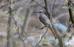Myiarchus tyrannulus