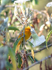 Icterus pustulatus