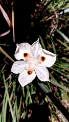 Dietes bicolor