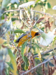 Icterus pustulatus